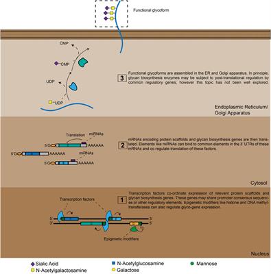 Bridging Glycomics and Genomics: New Uses of Functional Genetics in the Study of Cellular Glycosylation